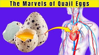 5 Health Benefits of Quail Eggs / SimoHealth by SimoHealth 25 views 3 months ago 10 minutes, 34 seconds