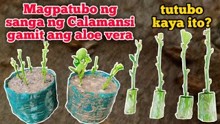 GROWING CALAMANSI CUTTINGS WITH ALOE VERA, WOULD IT BE POSSIBLE?