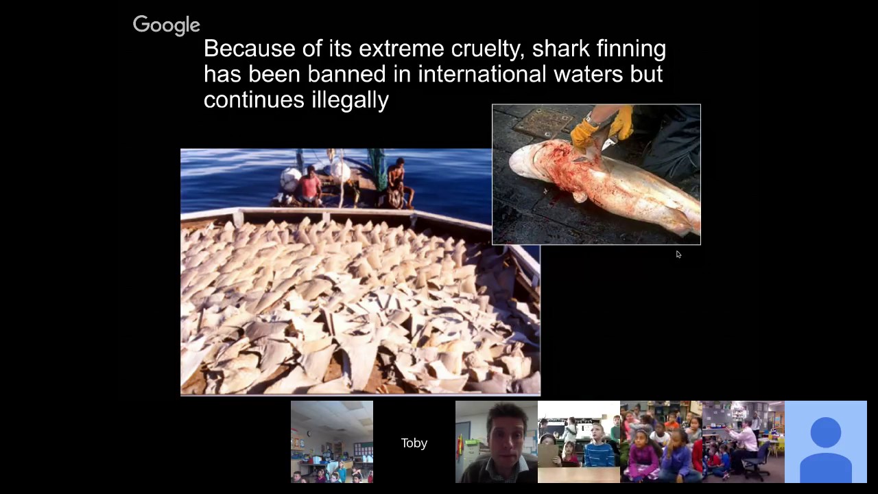 camera iphone 8 plus apk Sharks4Kids Marine Science Hangout: Toby Daly-Engel