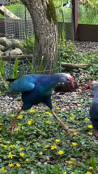 Burung Mandar Besar | #jagatburung #duniaburung #suaraburung #burungliar #burungberkicau