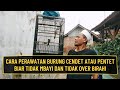 Cara Perawatan Burung Cendet Atau Pentet Biar Tidak Mbayi Dan Tidak Over Birahi Mp3 - Mp4 Download