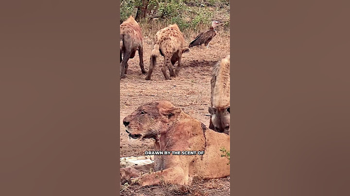 A Dying Lioness Vs Scavengers  #shorts