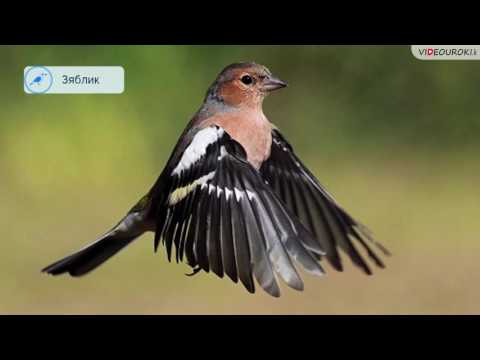 Видеоурок «Перелётные птицы»