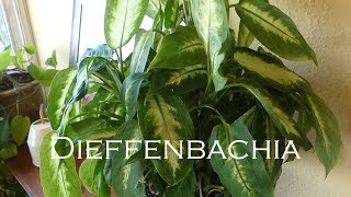 Dieffenbachia Plant Care | How to Care for a Dumb Cane Plant