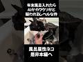 AIかカワウソだと疑われてしまう風呂属性付与されたネコさん兄妹がこちらです #保護猫 #捨て猫 #風呂猫