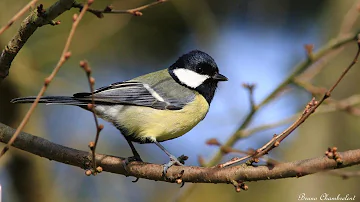 Quel est le mâle de la mésange ?