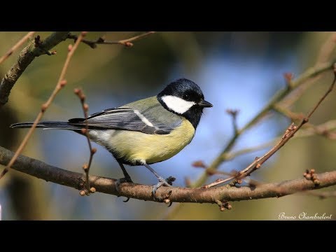 Vidéo: Quel Oiseau Mésange