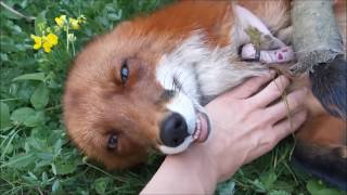 How to Cool Down a Fox in the Summer Heat