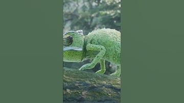 A Chameleon blending into its surroundings