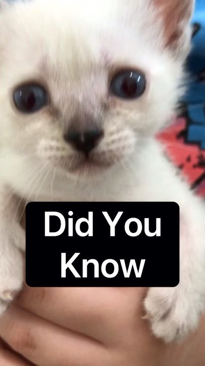 3 BIG CHANGES When Kitten Is 4-8 Weeks Old #didyouknow #funfacts - YouTube