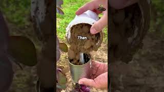 Fruit Tree Hack That Makes New Plants Fast 🌱😱 #plantoria#Gardening #PlantHack #FruitTree #GardenTips
