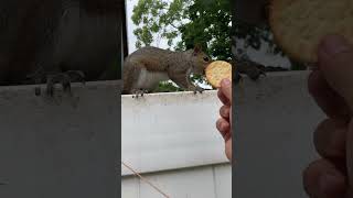 Hand feeding Ritz Crackers to furry friend. #shorts Hand feeding Ritz Crackers to furry friend. #shorts