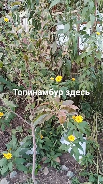 Топинамбур или земляная груша Вместо сладостей и сахара - при диабете ...