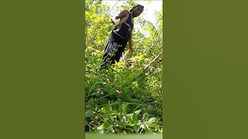 Cassava harvesting part 1025 #shorts #farming #cassava #nature  #cassavaroots #cassavafarming