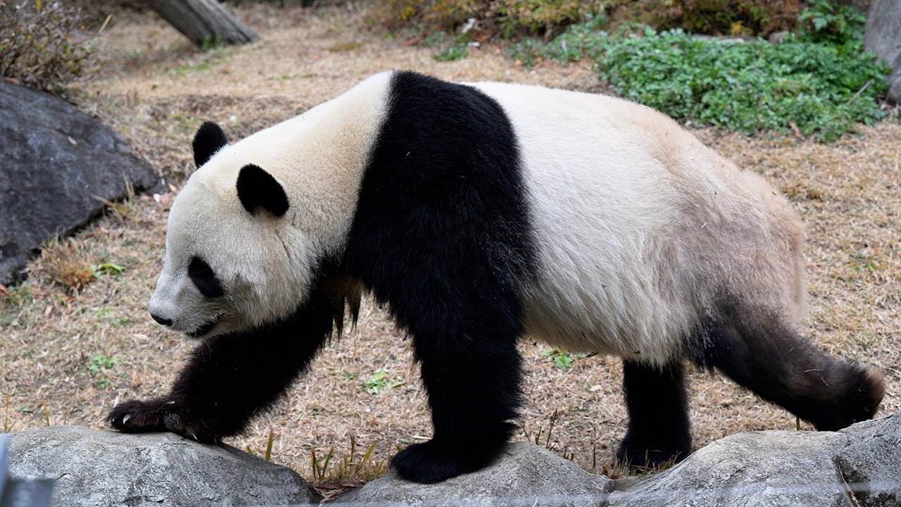 2025.12.21 今日のパンダ（4037日目）[8K] - YouTube