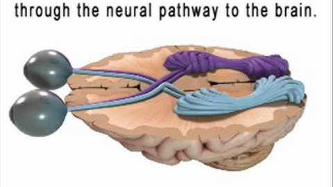 Educational Video on The Vision System - Diopsys
