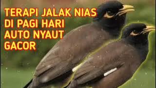 MASTERAN TERAPI JALAK NIAS !! MENGATASI BURUNG MACET DAN MALES BUNYI