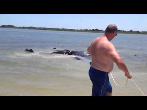 Manatee Mating New Smyrna Beach Fl You Manatee Mating New Smyrna Beach Fl