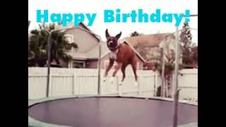 Happy Birthday Dog Meme 🐶