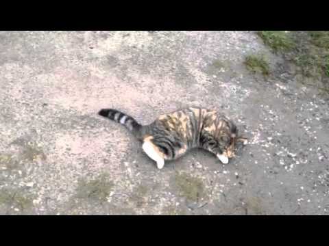 Video: Galwegobstructie Bij Katten Cat