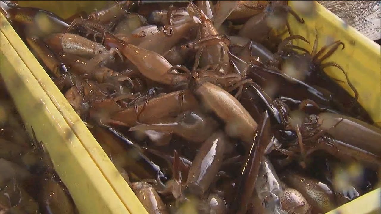 16 年 イカが不漁な函館で頑張る初心者アングラーのイカ釣り日記 イカ終了します 16 年 イカが不漁な函館で頑張る初心者アングラーのイカ釣り日記 イカ終了します
