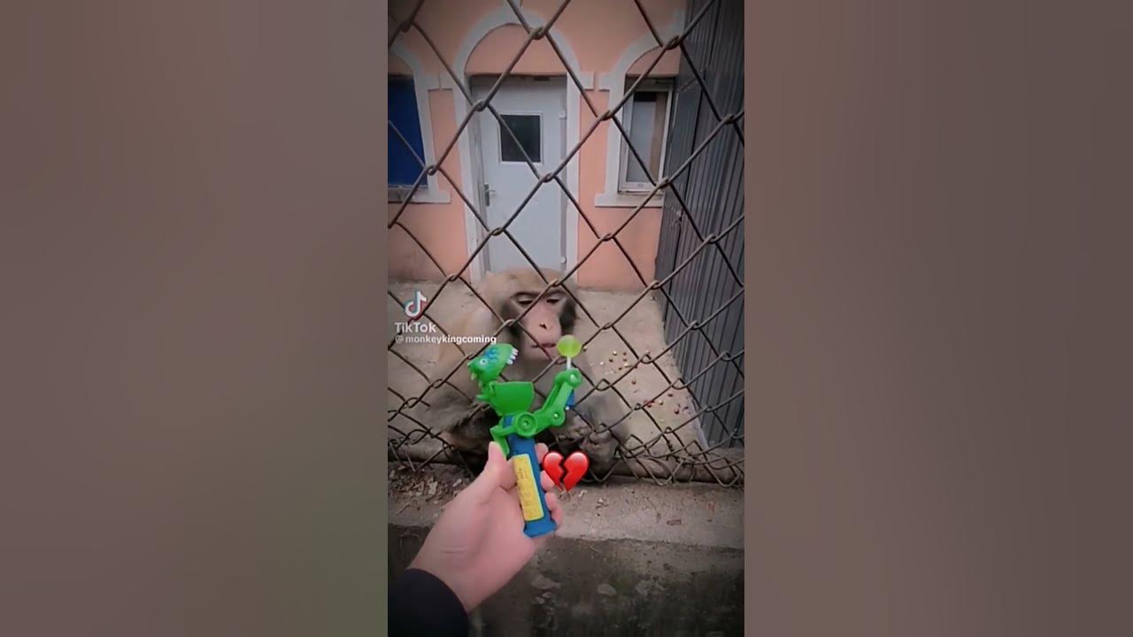 Бибизян топ - YouTube