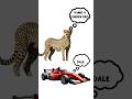 Por que los guepardos no atacan humanos? #curiosidades #viral#sabiasque #shorts #cheetah #wildlife