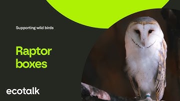 Boosting Raptors with New Nest Boxes - Welcoming Grace