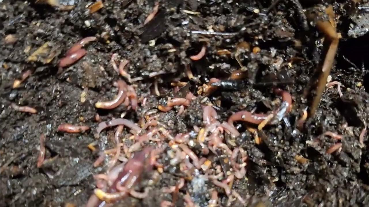 lots of baby red wiggler worms 