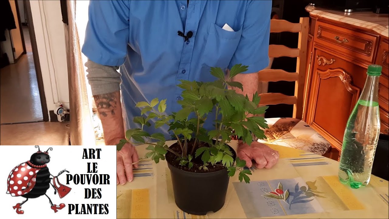 Potager d'intérieur: Ache des montagnes, (livèche) semis, culture, taille,  récolte