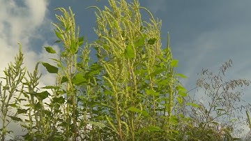 Managing Palmer Amaranth
