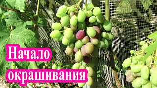 🔴🔴Начало окрашивания винограда, Оидиум на винограде. Окрашивание винограда.  Виноград в Беларуси.