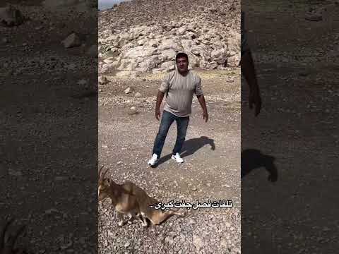 دروددوستان گاهی موقع هادرطبیعت بی رحم چنین اتفاق های میافتدمثل این بزکوهی که براثرجفت گیری اینجورشد