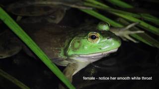 Bullfrog Serenade