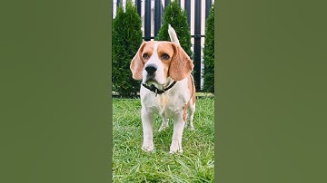 Exploring the Tracking Skills and Gentle Nature of Bloodhound Dogs #newtimes #dog #pets #bloodhound