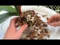 Easy Orchid Care: Repotting a Phalaenopsis with Rotten Roots / Steps to save an Orchid with no roots