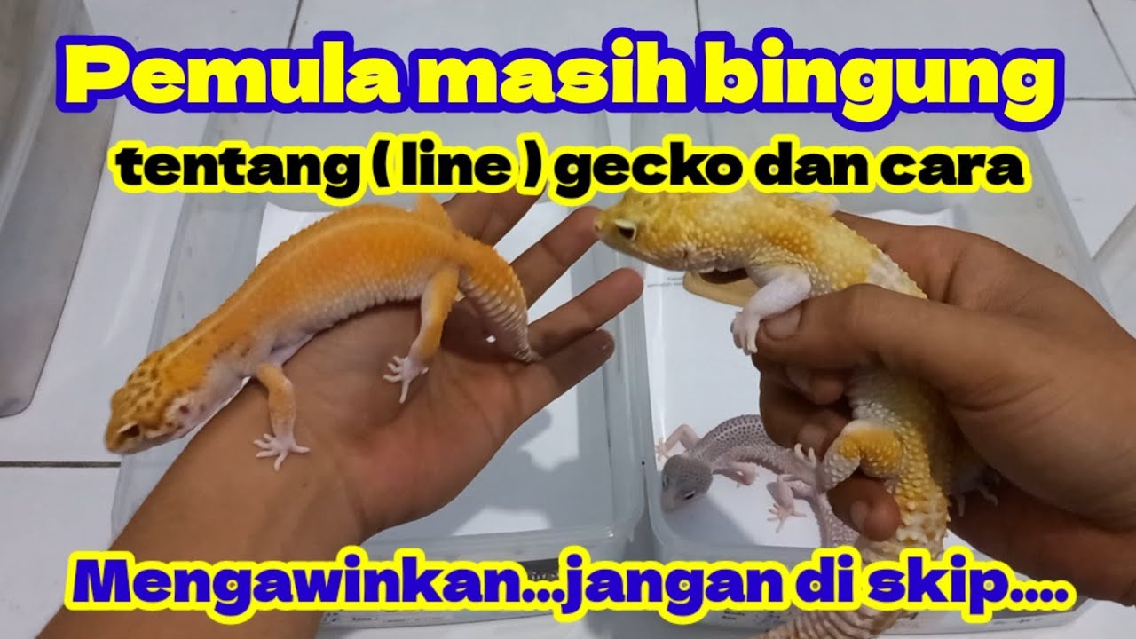 PEMULA MASIH BINGUNG MENGAWINKAN GECKO,DAN BINGUNG MASALAH ( LINE ) PADA LEOPARD GECKO.JANGAN SKIP.