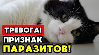 Если твоя кошка делает ЭТО — возможно, у неё ПАРАЗИТЫ!