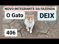 NOVO INTEGRANTE DA FAZENDA O GATO DEIX ZETFLIX 406