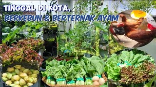 Download Lagu Kondisi Kebun Setelah Mudik | Ganti Alas Kandang, Merawat Cabai \u0026 Alhamdulillah bisa Panen melimpah MP3