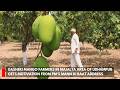 Dasheri Mango farmers in Majalta area of Udhampur gets motivation from PM's Mann Ki Baat address