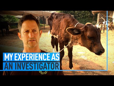 My Experience as an Investigator: The Testimony of Ariel Nessel