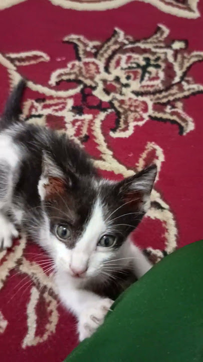 Anak kucing ini jadi yatim piatuh krn di buang depan rmh sama orang tidak belas kasihan.