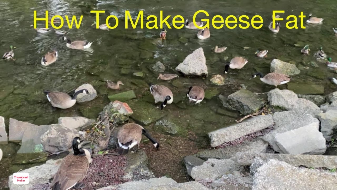 How to make geese fat - YouTube