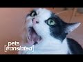 Epic National Cat Day Extravaganza | Pets Translated