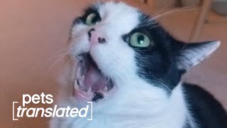 Epic National Cat Day Extravaganza | Pets Translated