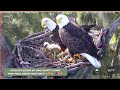 Miamidade eagles wrdc cleans debris from nest  rose delivers a big fish to celebrate  12724