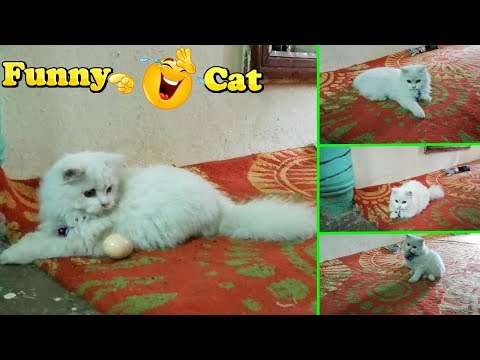 white-persian-cat---snoopy-||-funny-cat-videos-(cute-kitten)