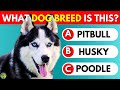 Guess the dog breed quiz 