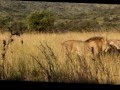 Lions Battle - Lions Protecting Mother